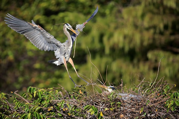 Great Blue Heron