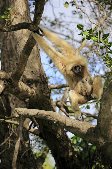 White-handed gibbon