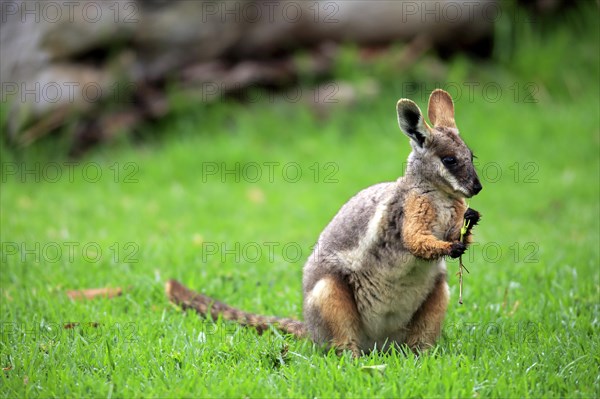 Yellow-footed rock wallaby