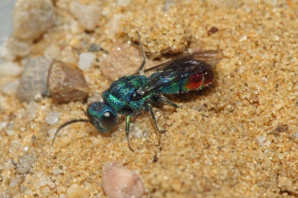 Blue-green gold wasp