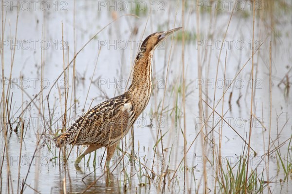 Eurasian Bittern