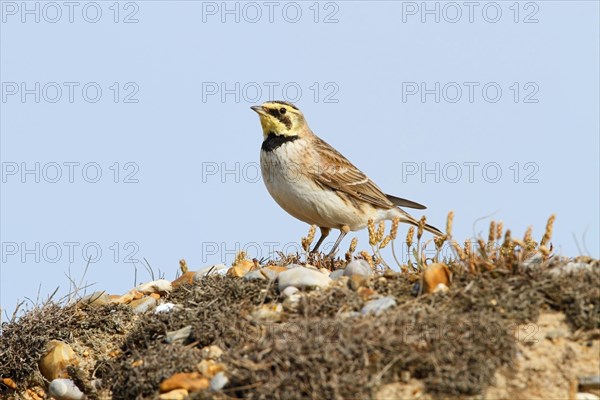 Shore Lark