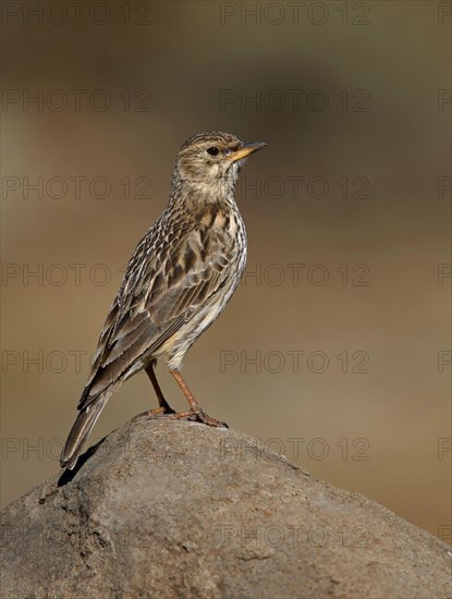 Large-billed lark