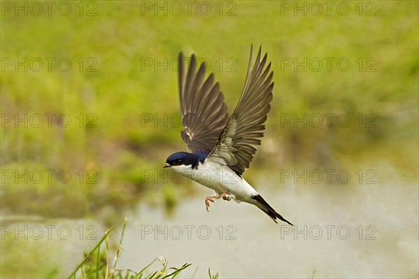 House Martin