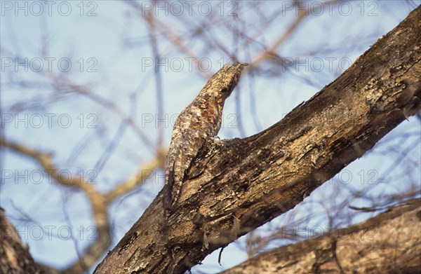 Great potoo