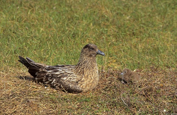 Great Skua