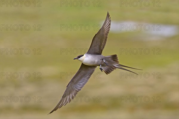 Long-tailed Skua