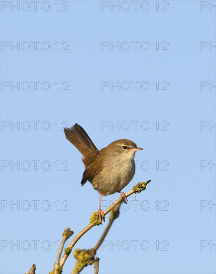 Cetti's Warbler