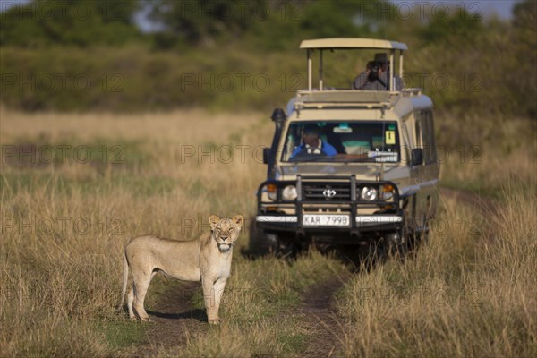 Masai Lion