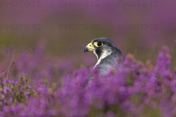 Peregrine falcon