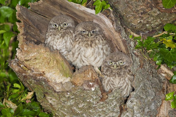 Little Owl