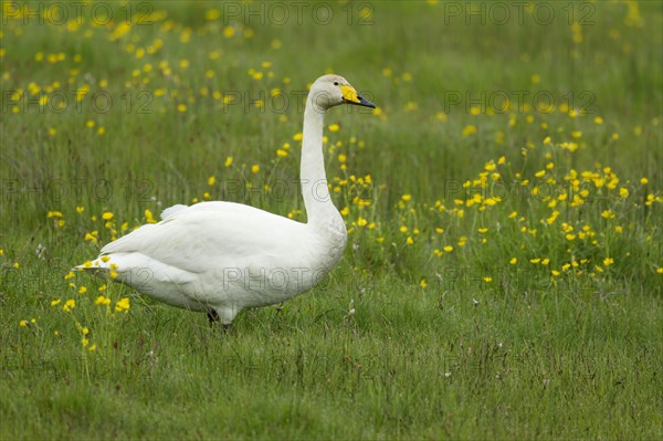 Adult whooper swan