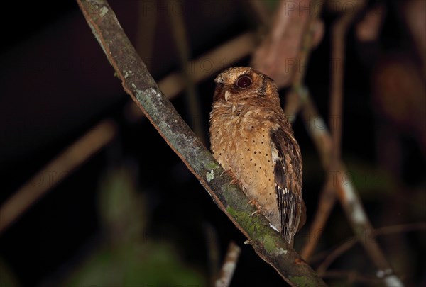 Reddish Owl