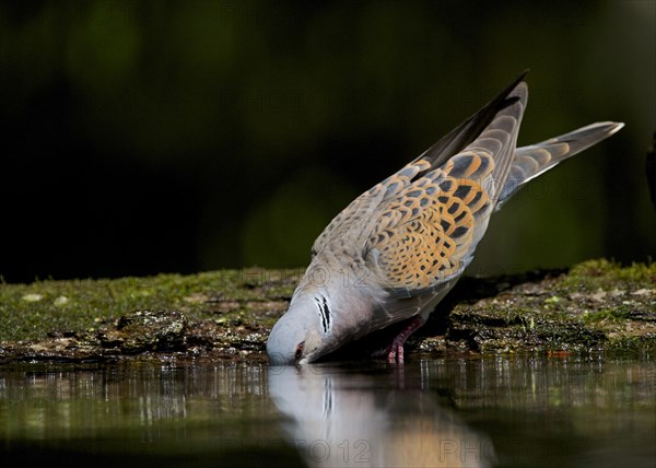 Eurasian Turtle-dove