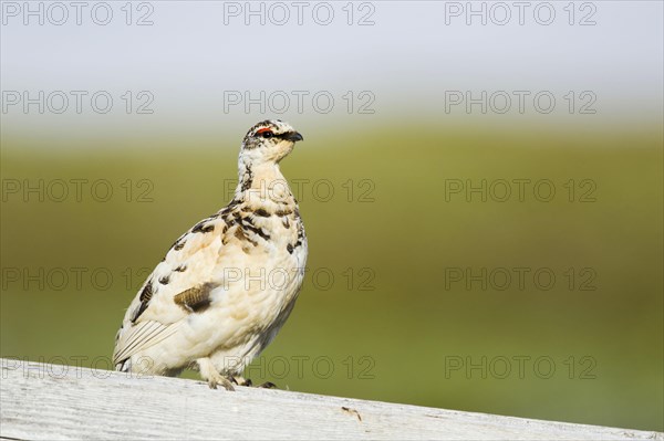 Rock ptarmigan