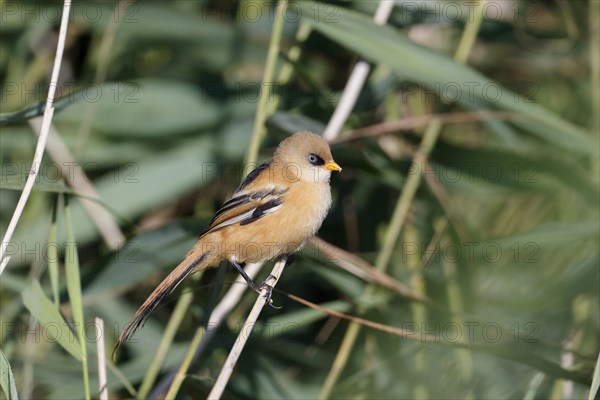 Bearded Tit