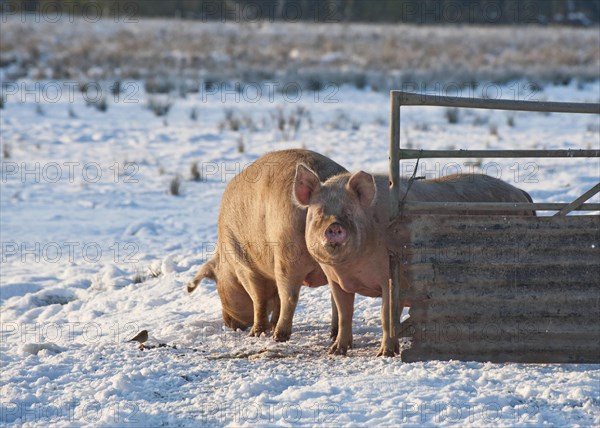 Pig farm