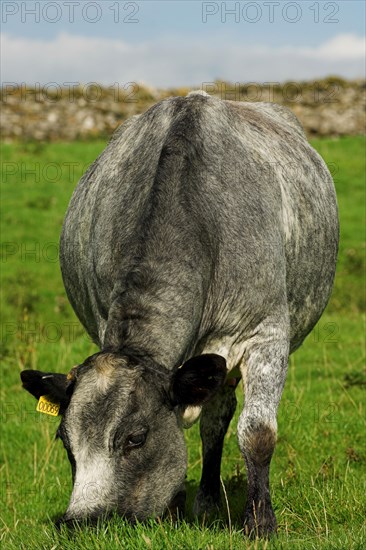 Domestic cattle