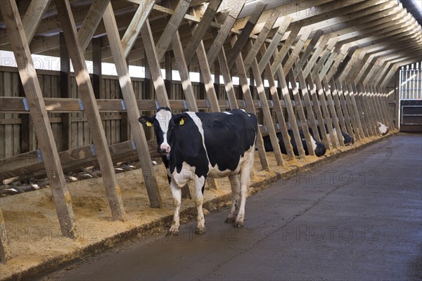 Dairy farming