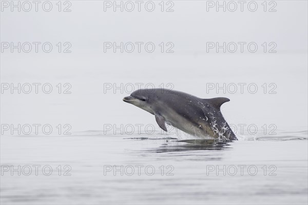 Bottlenose dolphin