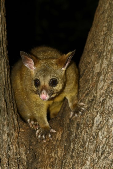 Common Brushtail Possum