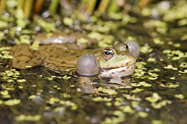 Marsh frog