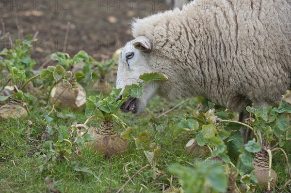 Domestic sheep