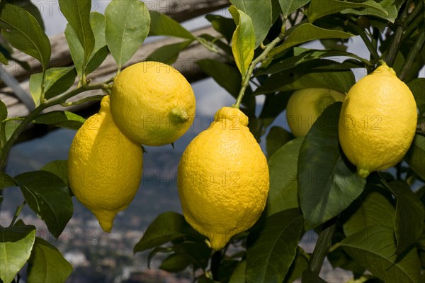 Lemon