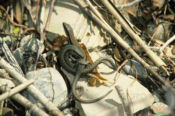 Dalmatian wall lizards