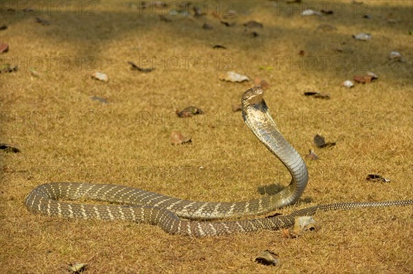 King Cobra