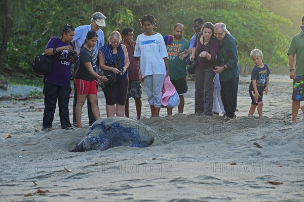 Leatherback sea turtle