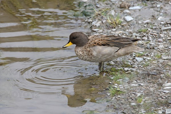 South American Teal Teal Teal Teal