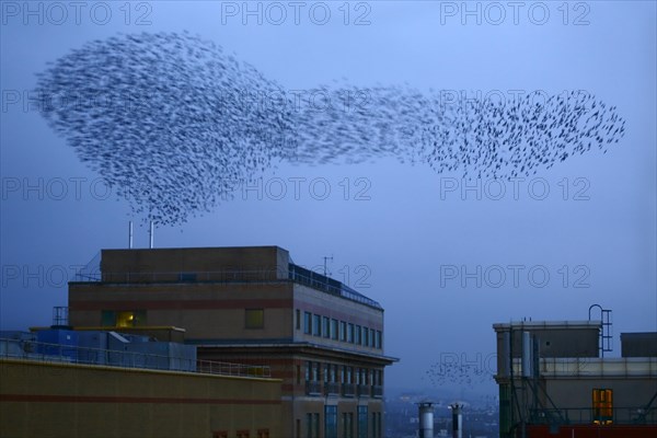 Common common starling