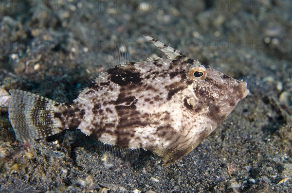 Shortnose filefish