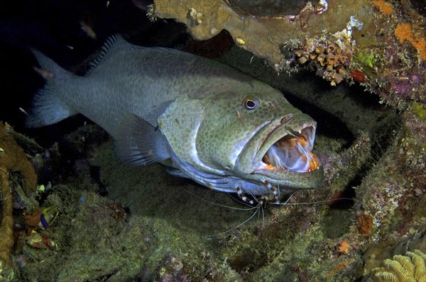 Adult yellowfin grouper