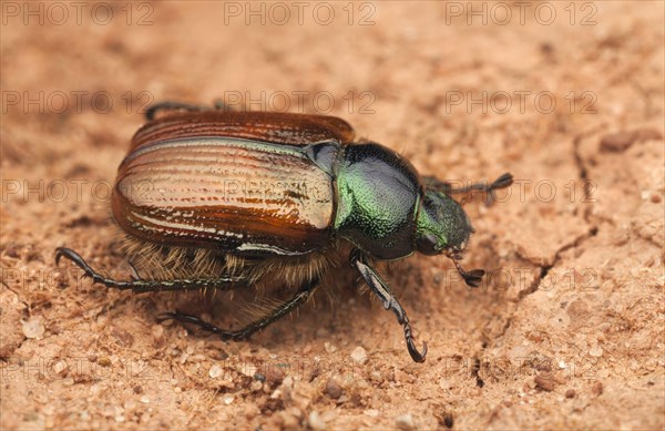 Garden Chafer