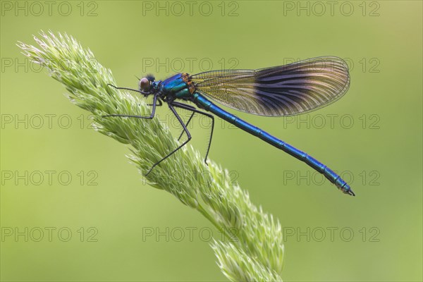 Banded Demoiselle