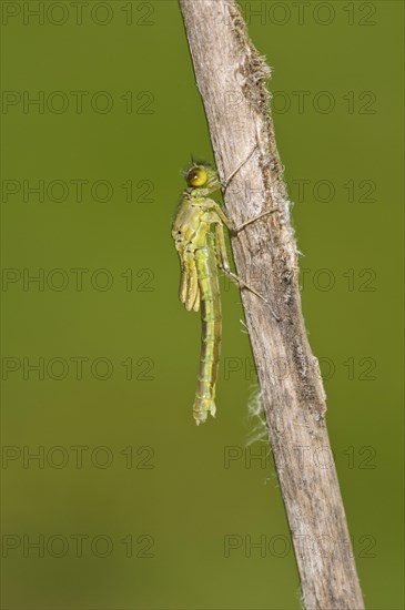 Red-eyed damselfly