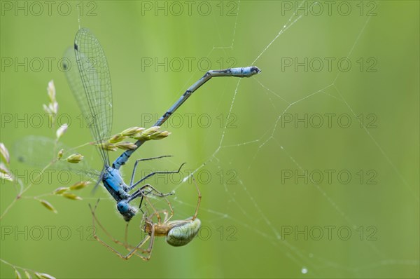 Common common stretch-spider