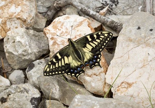 Corsican Swallowtail