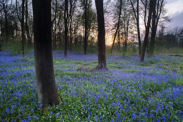 Endymion hyacinth