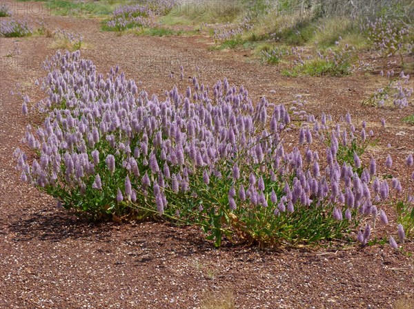 Australian featherbush