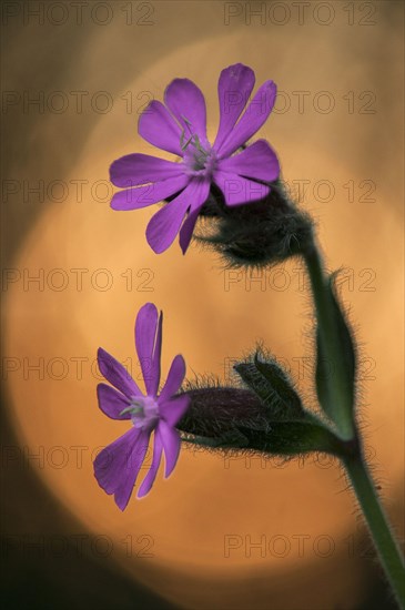 Red campion