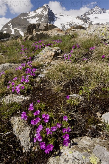 Hairy Primrose