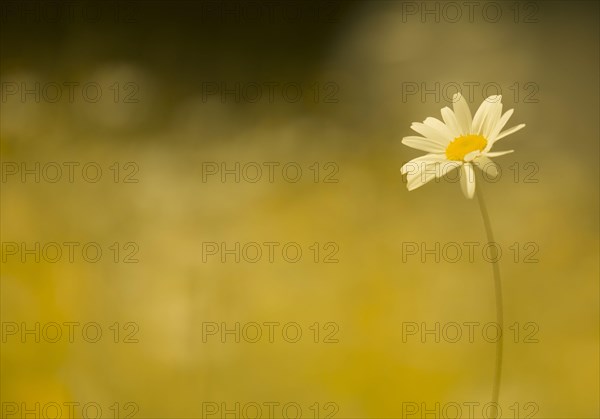 Ox-eye Daisy