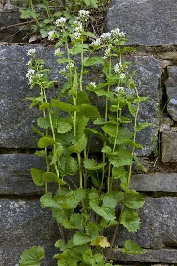 Garlic mustard