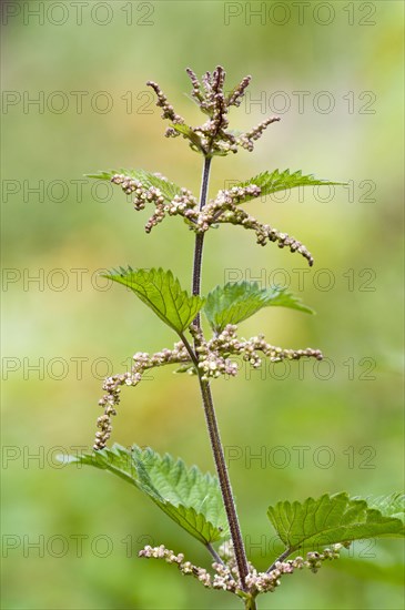 Stinging nettle