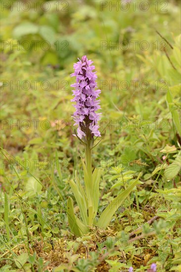 Southern Marsh Orchid