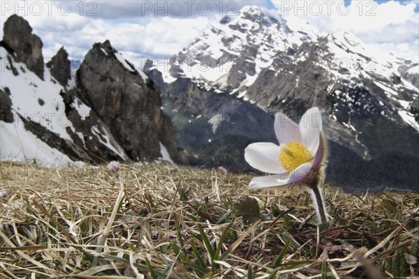 Anemone vernalis