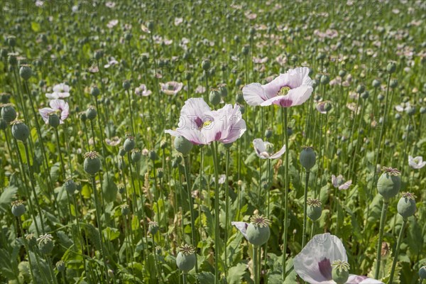 Cultivation of opium poppy